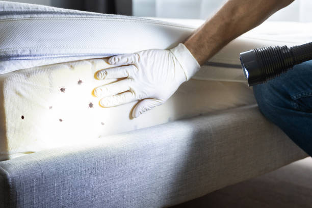Reliable Prairie City, IA Pest Control Solutions